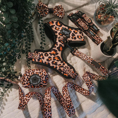 Купить Собака для домашних животных шнурка и воротник набор без вытяжки неопрена сетка мягкий собачий жилет для домашних животных ходьбы и бега Производство в сети